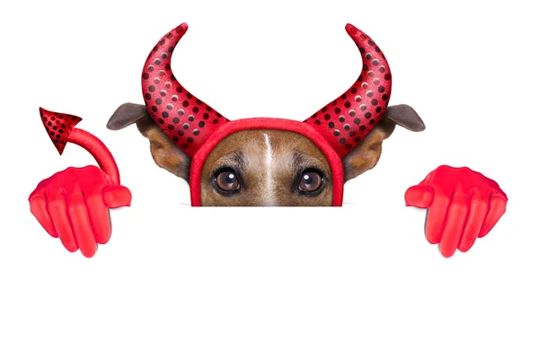 Devil Dog — Stok fotoğraf