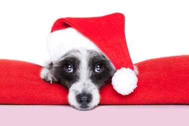 Noel Köpeği