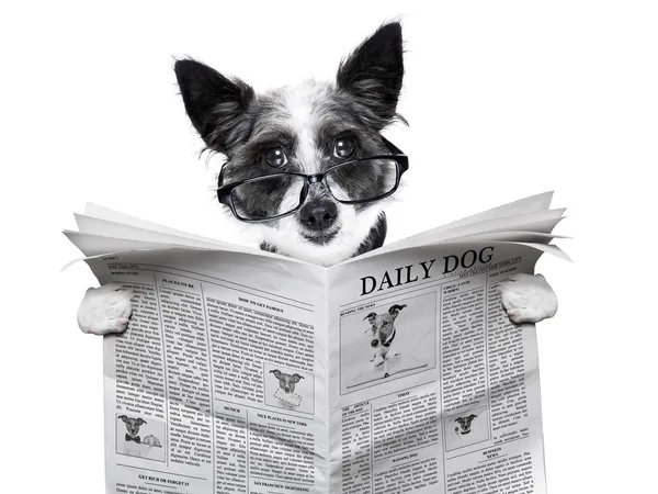 Σκύλος εφημερίδα — Φωτογραφία Αρχείου
