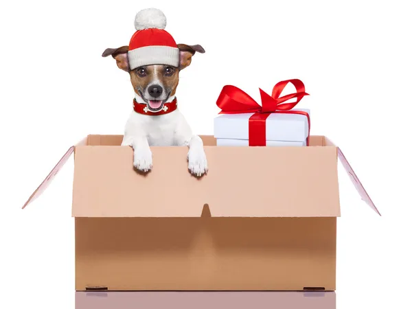 Winter christmas dog — Stock Photo, Image