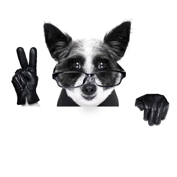 Peace fingers dog — Stock Photo, Image