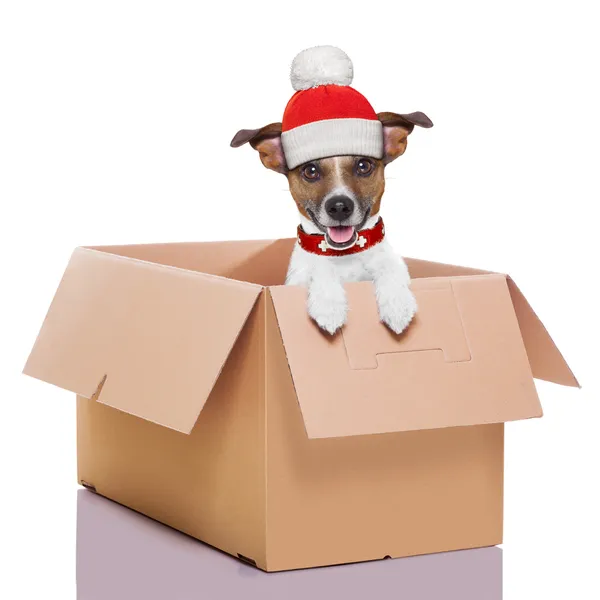 移動ボックス冬犬 — ストック写真