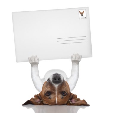 posta köpek