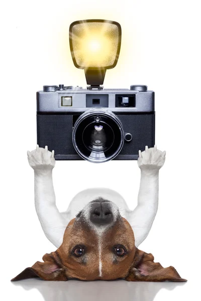 Fotógrafo de cães — Fotografia de Stock