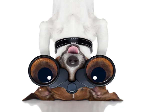 Binoculars dog — Stock Photo, Image