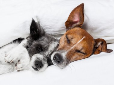 İki Aşık Köpek