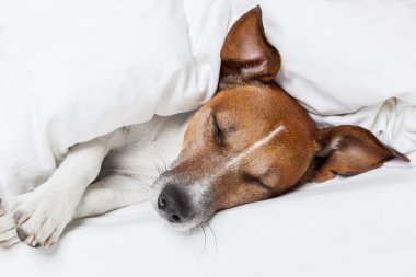 Yatakta Köpek