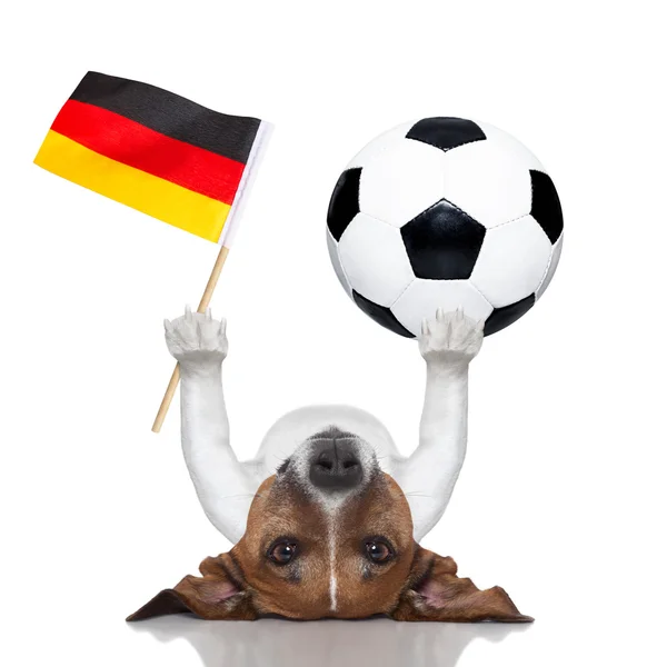 Perro de fútbol —  Fotos de Stock