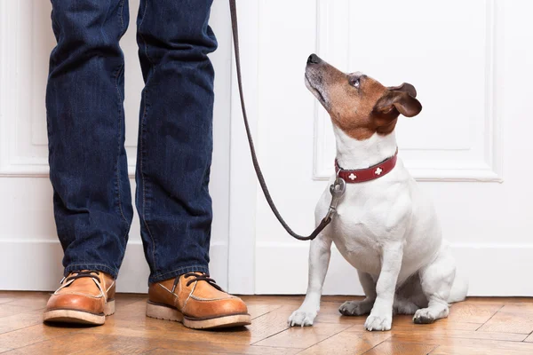 Dog and owner — Stock Photo, Image