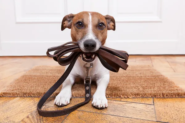 Hond lederen riem — Stockfoto