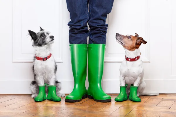 Two dogs and owner — Stock Photo, Image