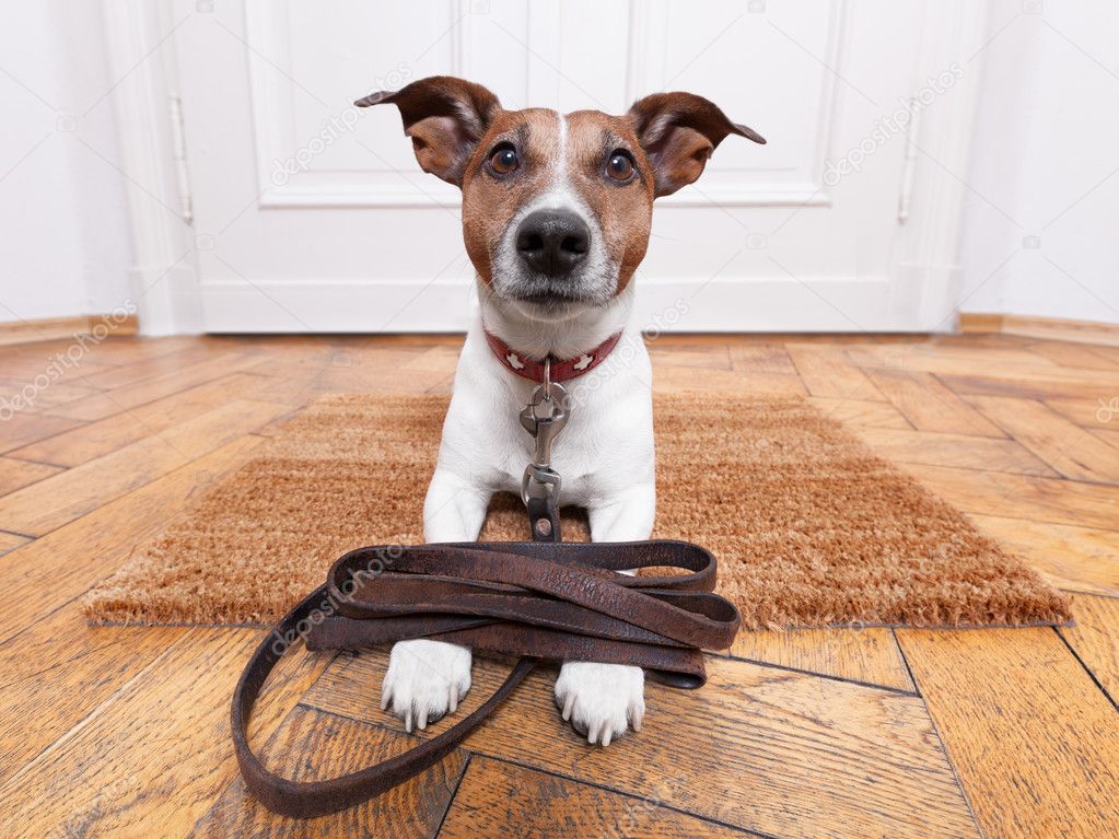 dog leather leash