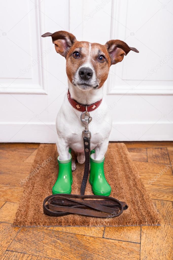 Dog rubber rain boots — Stock Photo © damedeeso 36253601