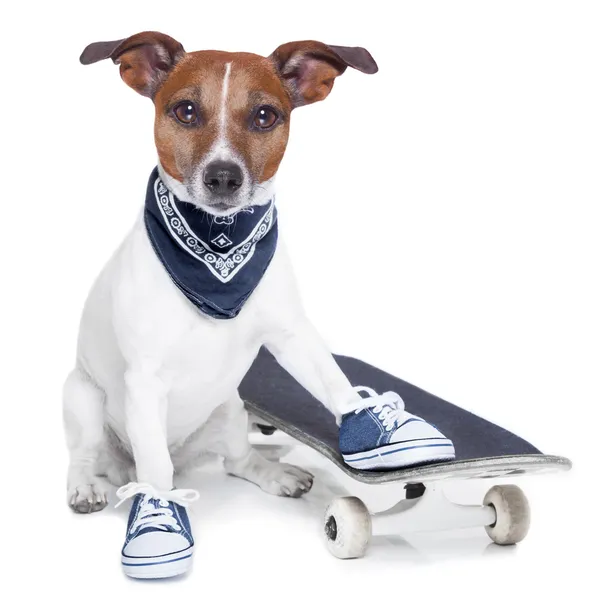 Skateboard hond — Stockfoto