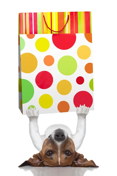 Alışveriş köpek — Stok fotoğraf