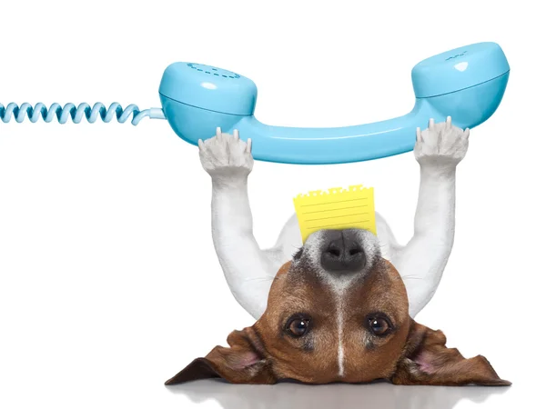 Dog telephone — Stock Photo, Image