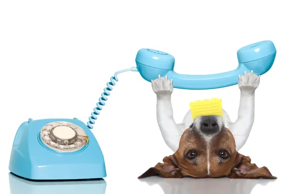 Dog telephone — Stock Photo, Image