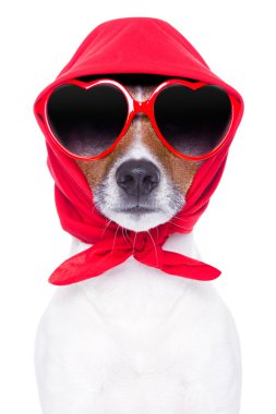 Diva köpek