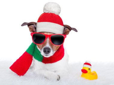 Noel Köpeği