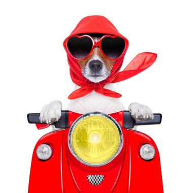 Motosiklet köpek yaz köpek