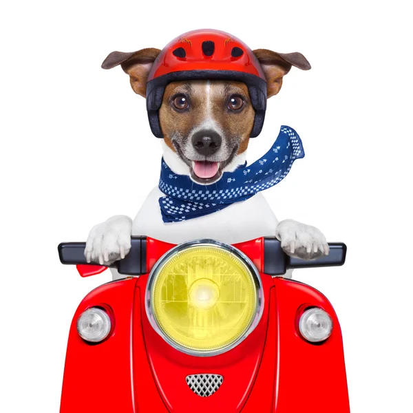 Motorcycle dog — Stock Photo, Image