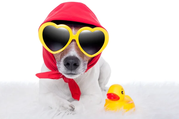 Dog and duck — Stock Photo, Image