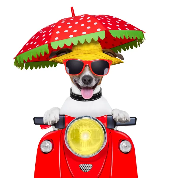 Μοτοσικλέτα καλοκαίρι σκύλος — Φωτογραφία Αρχείου