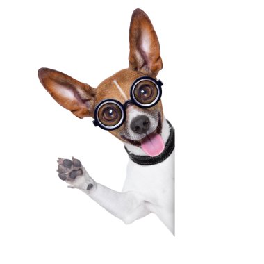 aptal çılgın köpek