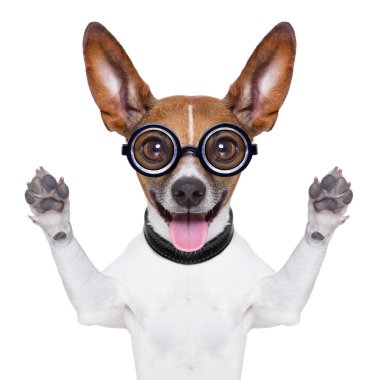 aptal çılgın köpek
