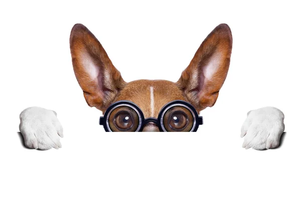 Dumb crazy dog — Stock Photo, Image