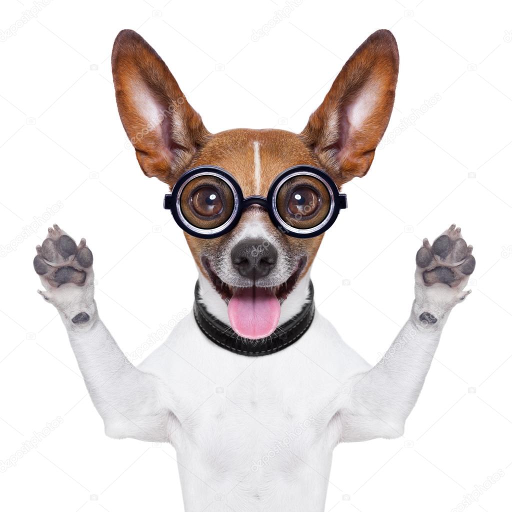 dumb crazy dog — Stock Photo © damedeeso 39245609