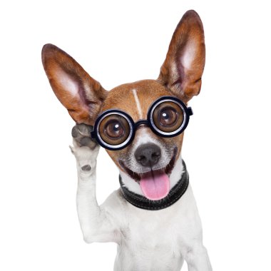 köpek dinleme