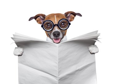 çılgın köpek haber okuma