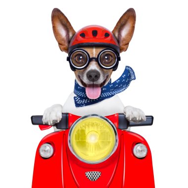 çılgın aptal motosiklet köpek