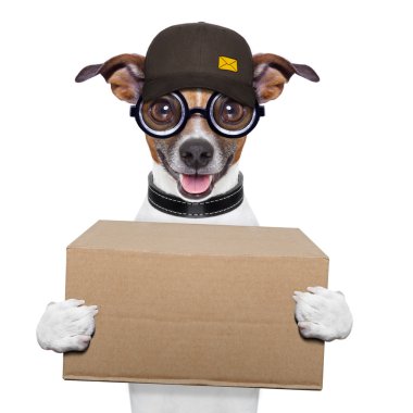 köpek teslimat sonrası