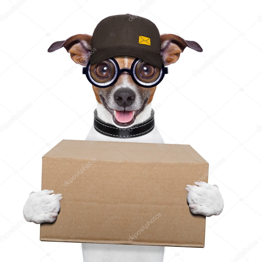 Dog delivery cheap box