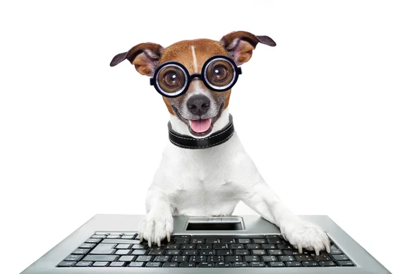 Stupido cane del computer — Foto Stock