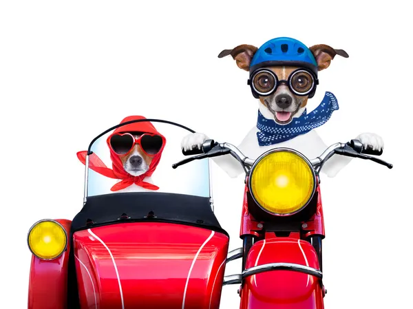 Motorbike dogs — Stock Photo, Image