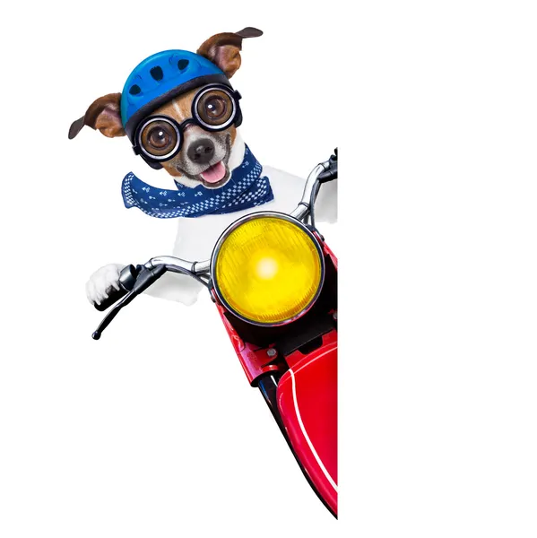 Cão de moto — Fotografia de Stock