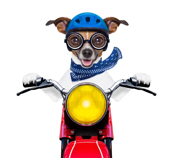 Cão de moto — Fotografia de Stock