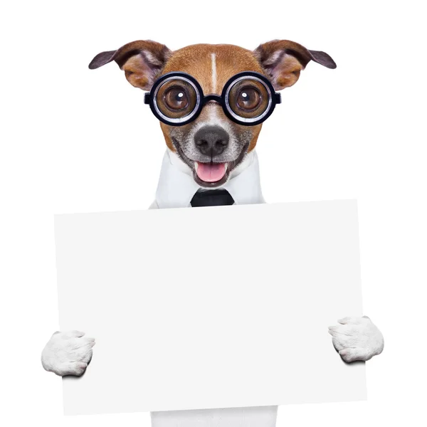 Boss dog banner — Stock Photo, Image