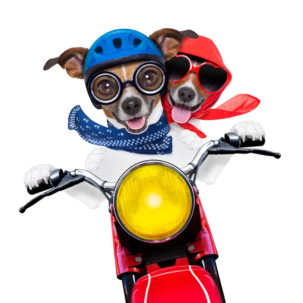 Motorradpaar mit Hunden — Stockfoto