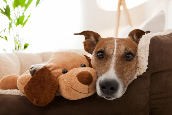 Cozy couple on sofa — Stock Photo, Image