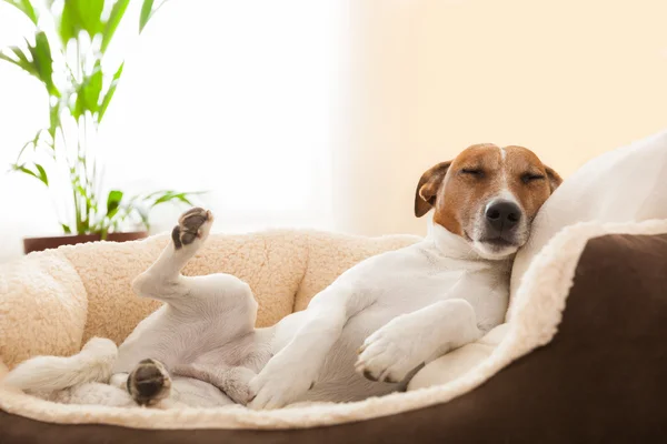 Siesta hund — Stockfoto