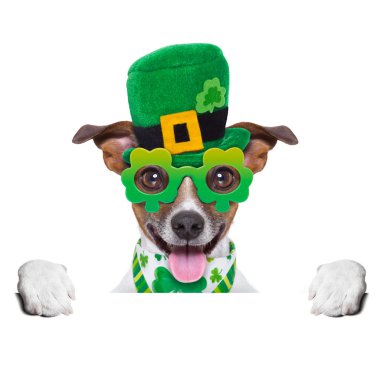 St patricks günü köpek