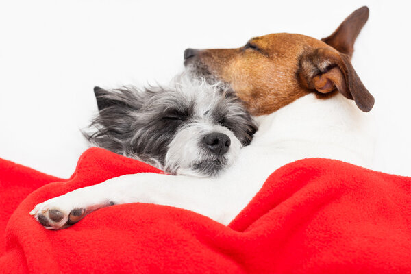 Пара влюблённых