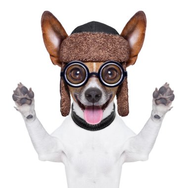 aptal çılgın köpek