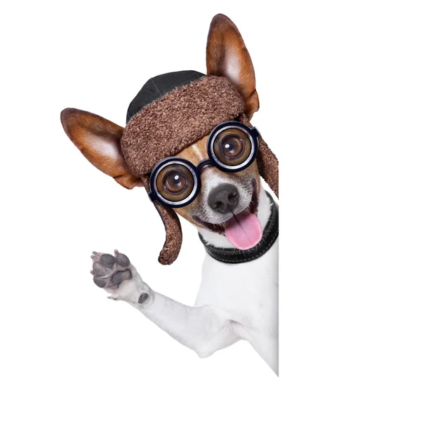 Głupi pies szalony — Zdjęcie stockowe