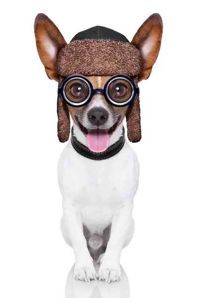 Głupi pies szalony — Zdjęcie stockowe