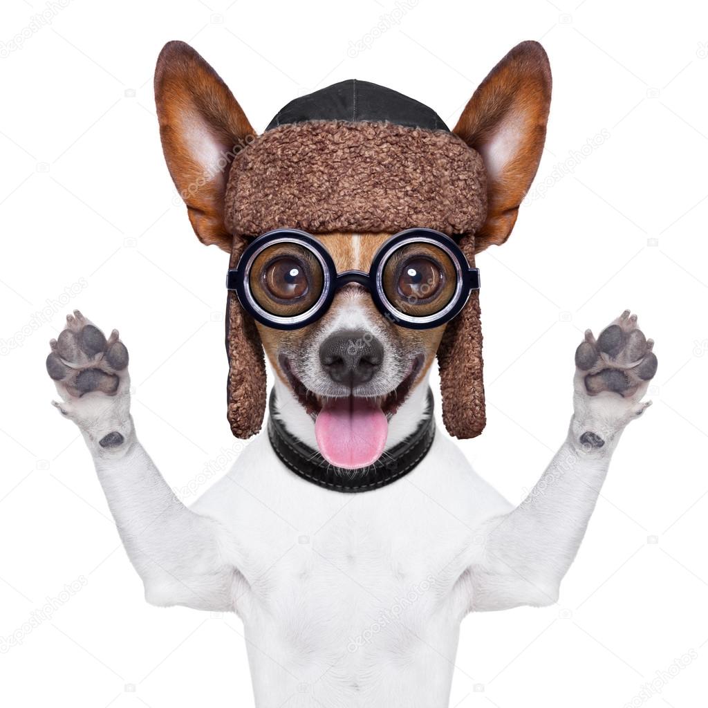 Dumme verrückter Hund — Stockfoto © damedeeso 41378375